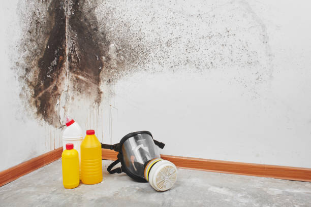 Best Commercial Mold Removal  in Clendenin, WV