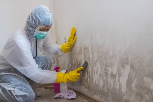 Best Certified Mold Removal  in Clendenin, WV