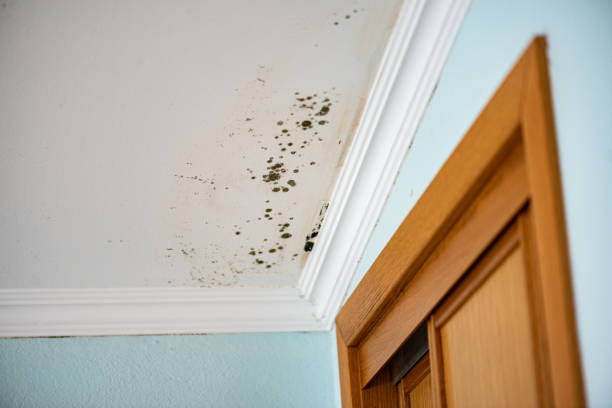 Best Mold Remediation  in Clendenin, WV