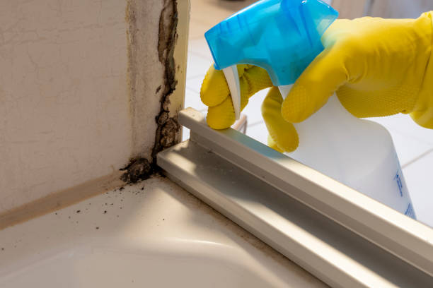 Best Emergency Mold Removal  in Clendenin, WV