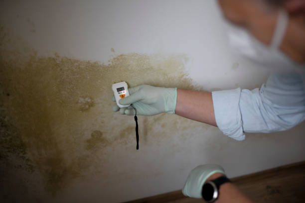 Best Mold Remediation Experts  in Clendenin, WV