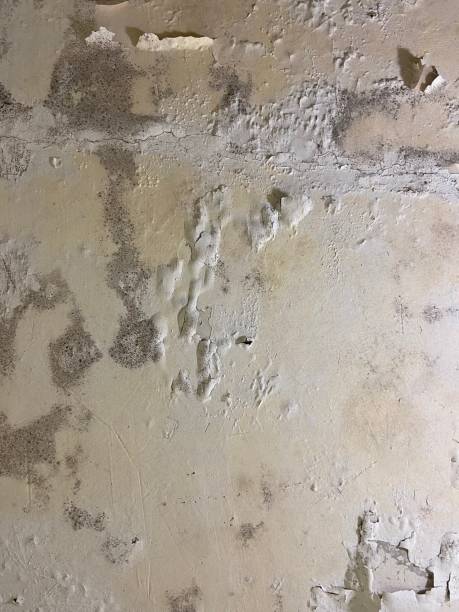 Best Mold Damage Repair  in Clendenin, WV