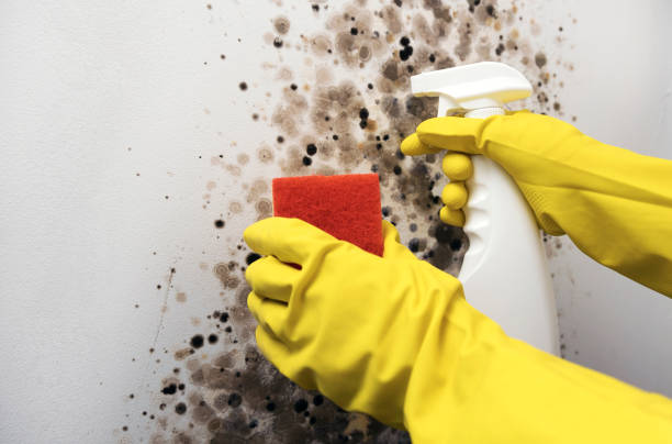 Best Residential Mold Removal  in Clendenin, WV