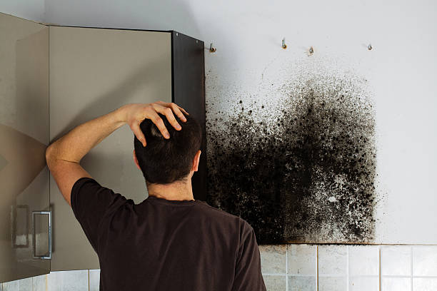 Best Best Mold Removal Companies  in Clendenin, WV