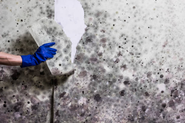 Attic Mold Removal in Clendenin, WV